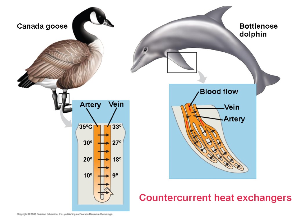 Countercurrent heat exchangers Canada goose Bottlenose dolphin Artery Artery Vein Vein Blood flow 33º